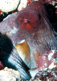 Maldives 2021 - Poulpe de recif commun - Day octopus - Octopus cyanea - DSC00611_rc